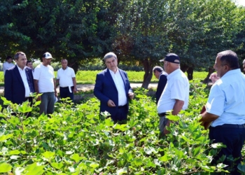 Заместитель Премьер-министра Таджикистана ознакомился с повторным посевом хлопка в Матчинском районе