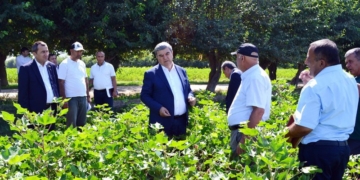 Заместитель Премьер-министра Таджикистана ознакомился с повторным посевом хлопка в Матчинском районе