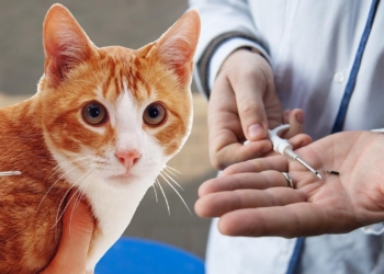 В Узбекистане обязали регистрировать и чипировать домашних питомцев