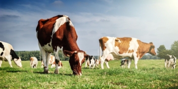 Аграрный сектор прибавил почти 10%: рост обеспечили животноводство и растениеводство