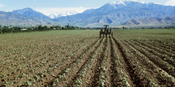 В Согдийской области проведены посевные работы на 262,8 тыс. гектаров