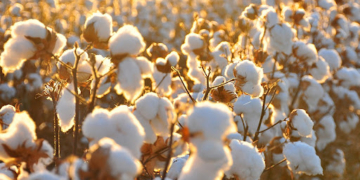 В Кушониёнском районе засеяно более 10 тыс. га хлопчатником