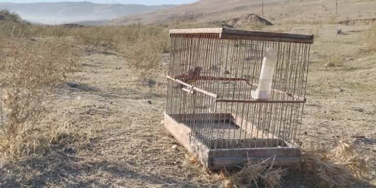 В Истаравшане пресекли незаконный отлов певчих птиц