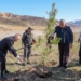 В деревне Мазор высадили более 300 саженцев декоративных деревьев