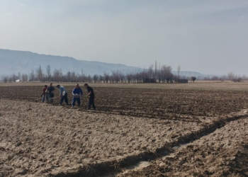 В Пенджикенте началась посадка раннего картофеля на площади 3,5 гектара