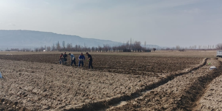 В Пенджикенте началась посадка раннего картофеля на площади 3,5 гектара