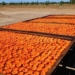 Экспорт сушёного абрикоса из Таджикистана в 2025 году превысил 30 тысяч тонн