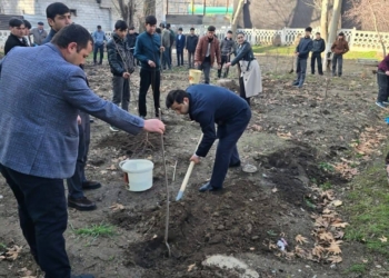 В Турсунзаде высажено 6093 саженца деревьев