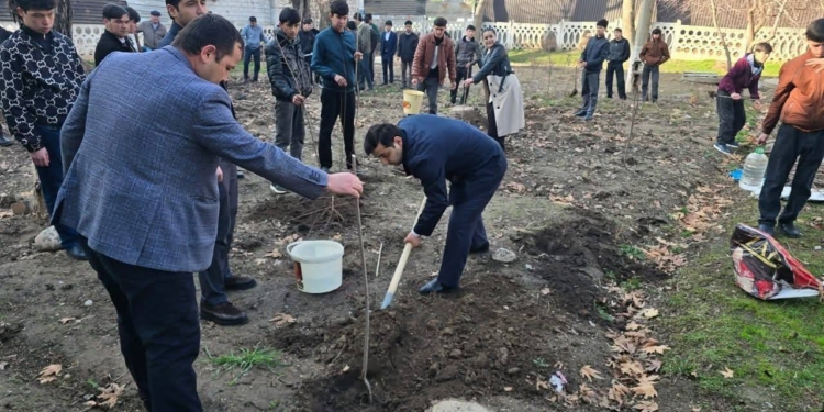 В Турсунзаде высажено 6093 саженца деревьев