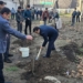 В Турсунзаде высажено 6093 саженца деревьев