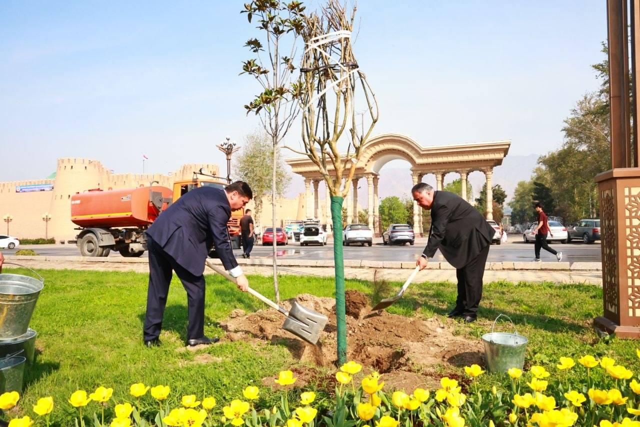 Около 100 декоративных деревьев высадят в Худжанде