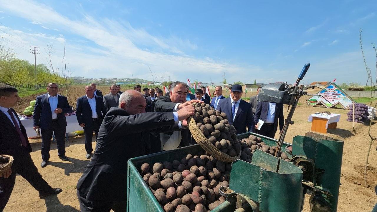 5 гектаров сада и посадка картофеля: в Истаравшане усиливают аграрные работы