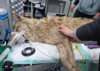 В Южной Корее нашли сбежавшего из зоопарка волка. За поиском следила вся страна