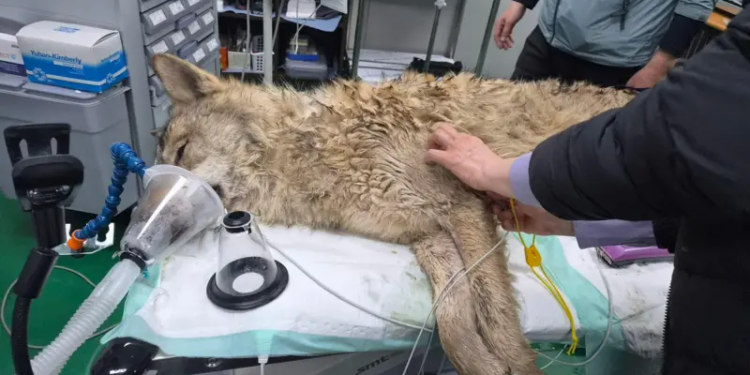 В Южной Корее нашли сбежавшего из зоопарка волка. За поиском следила вся страна