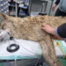 В Южной Корее нашли сбежавшего из зоопарка волка. За поиском следила вся страна