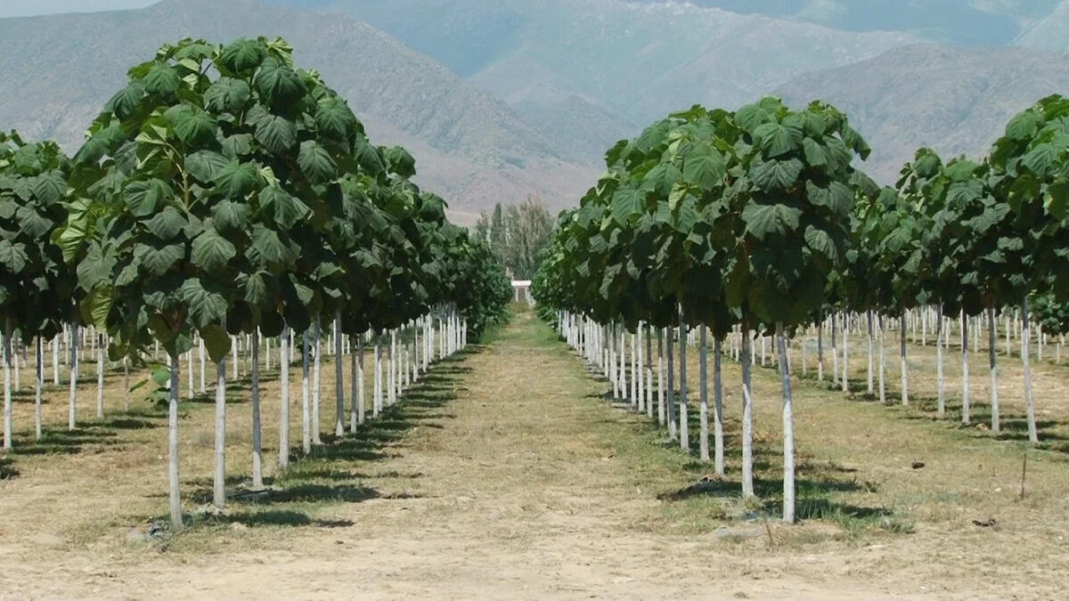 Таджикистан реализует программу озеленения до 2040 года: будет высажено 2 млрд деревьев