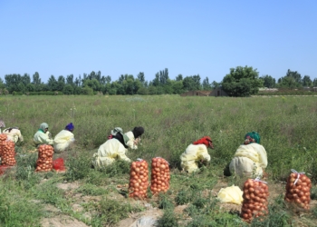 В районе Джайхун продолжается сбор урожая раннего лука