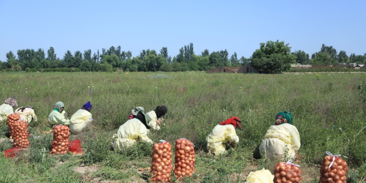 В районе Джайхун продолжается сбор урожая раннего лука