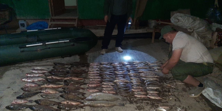 Во время запрета на рыбалку в Согдийской области изъяли 132 незаконно выловленные рыбы