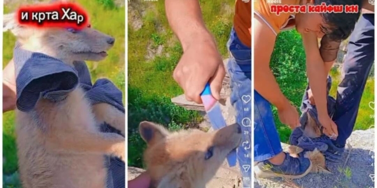 В Таджикистане расследуют случай жестокого обращения с детёнышем лисицы