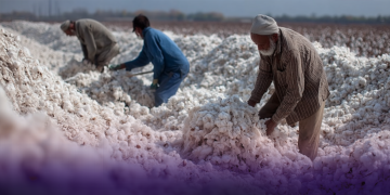 Сертификация хлопковой продукции в Таджикистане выросла почти на 39%