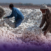 Сертификация хлопковой продукции в Таджикистане выросла почти на 39%