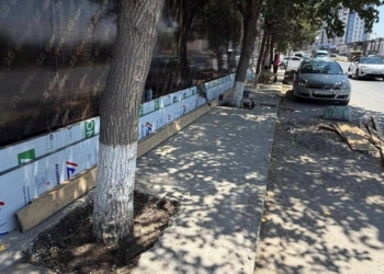 В Худжанде демонтировали бетонные покрытия вокруг деревьев после публикаций в соцсетях