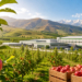 Китайские инвестиции в сады будущего: Shaanxi Apple Group готова развивать яблоневодство и переработку в Таджикистане