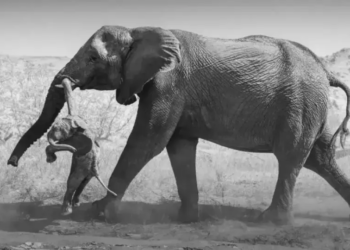 Фотография скорбящей слонихи получила главную награду Wildlife Photographer of the Year 2026