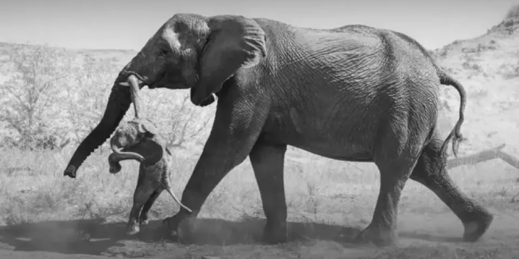Фотография скорбящей слонихи получила главную награду Wildlife Photographer of the Year 2026