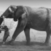 Фотография скорбящей слонихи получила главную награду Wildlife Photographer of the Year 2026